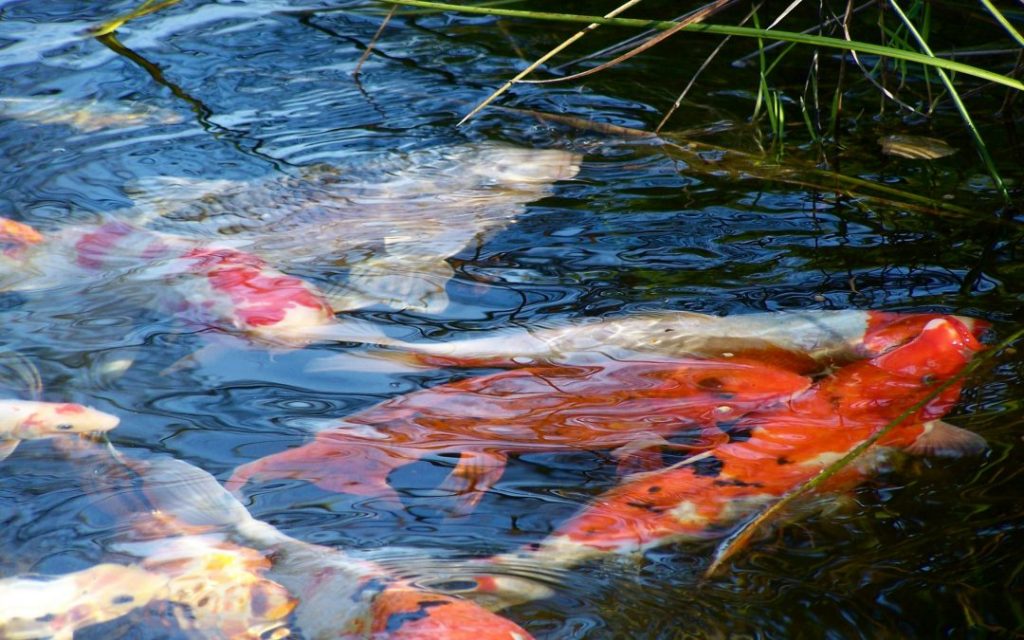 Keep your pond clean to balance the aqua lives