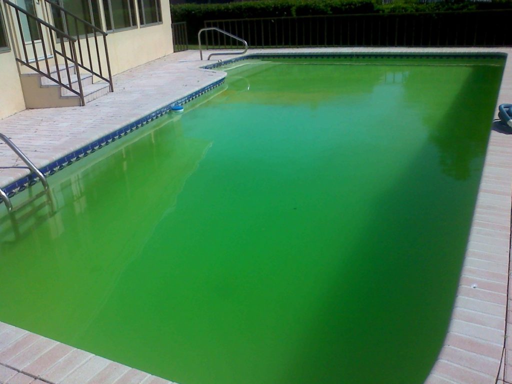 Green Pool Water? Here Is What You Need To Do To Get Your Pool Water Back On Track!